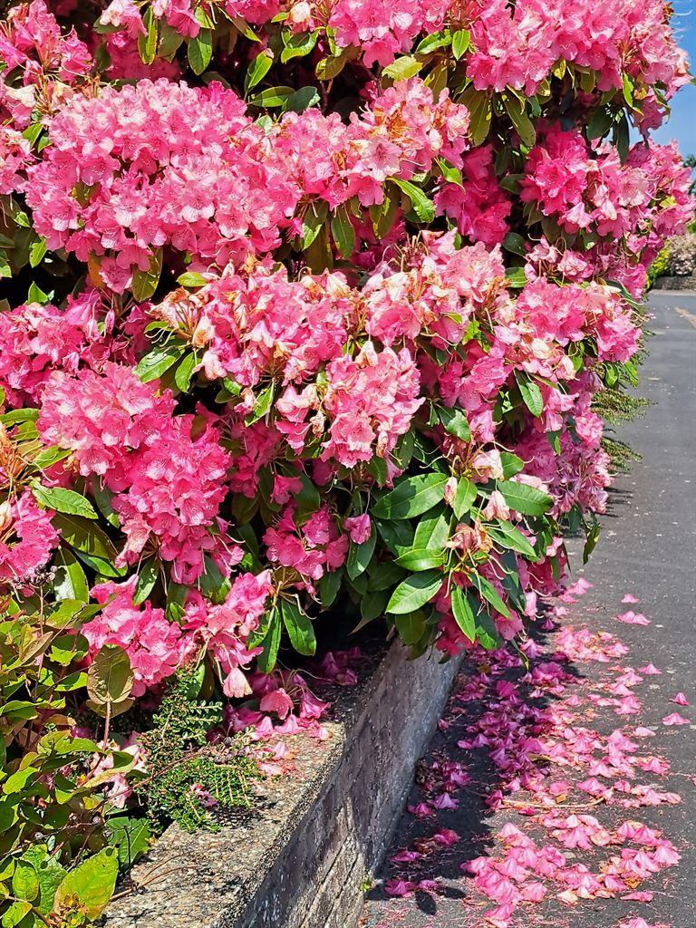 pinkpetals