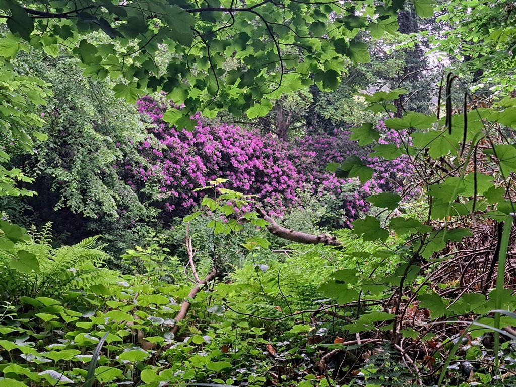 rhodies1