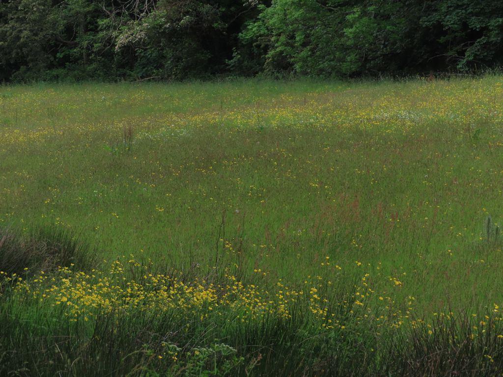buttercups