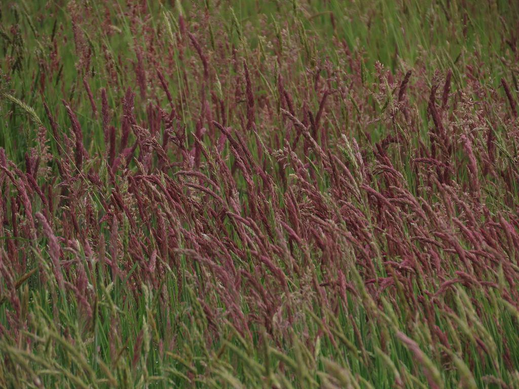 grass
