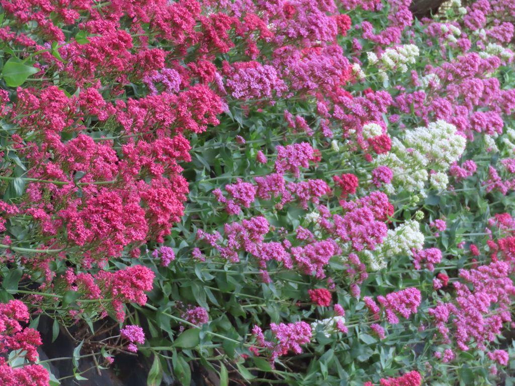 loosestrife2