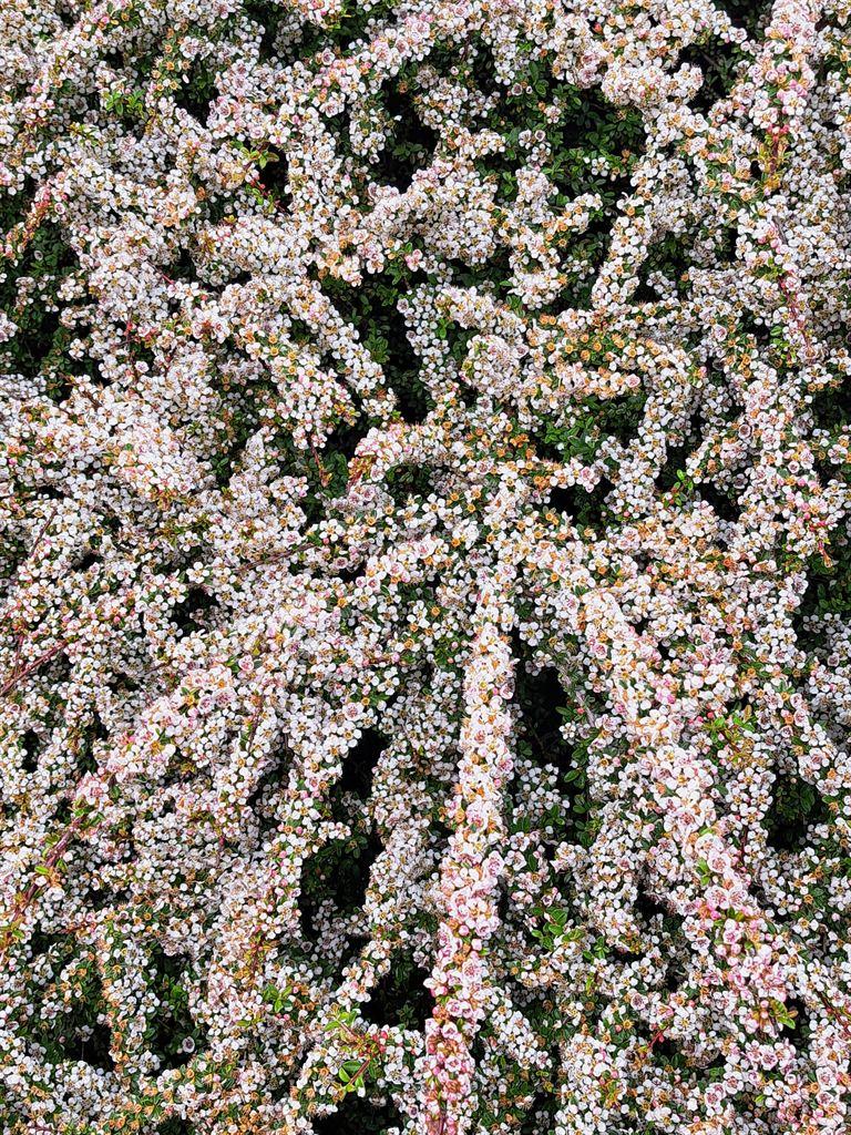 flowers1