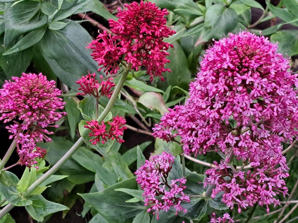 loosestrife2