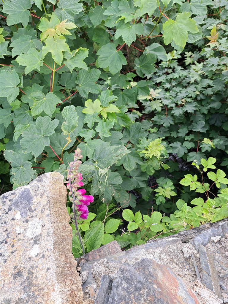 foxgloves