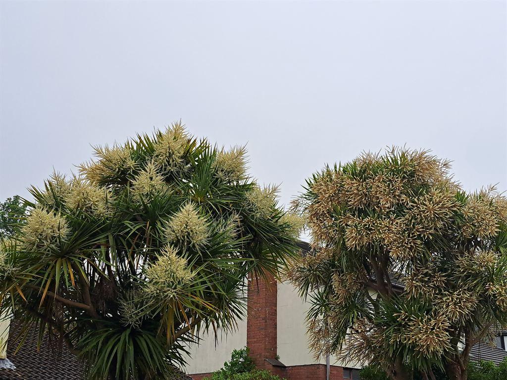 palms