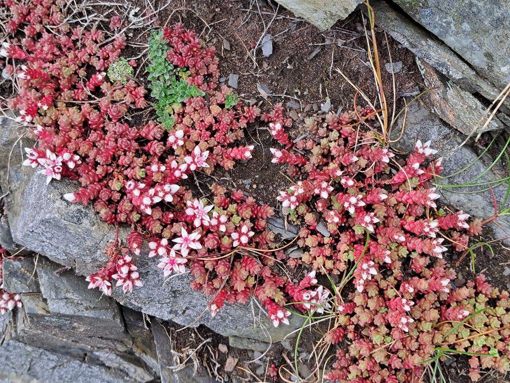 redflowers