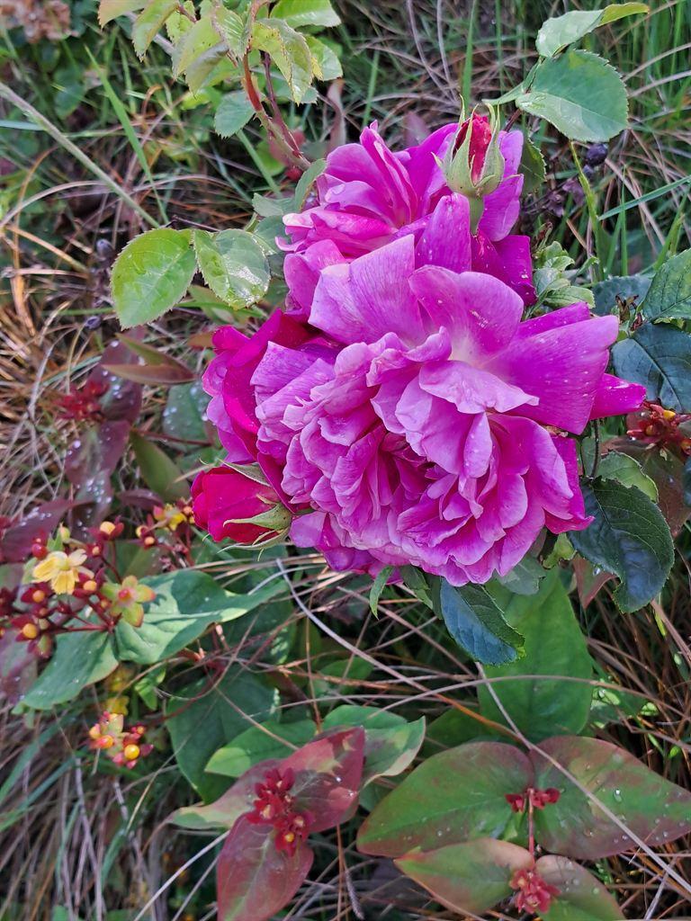 rose