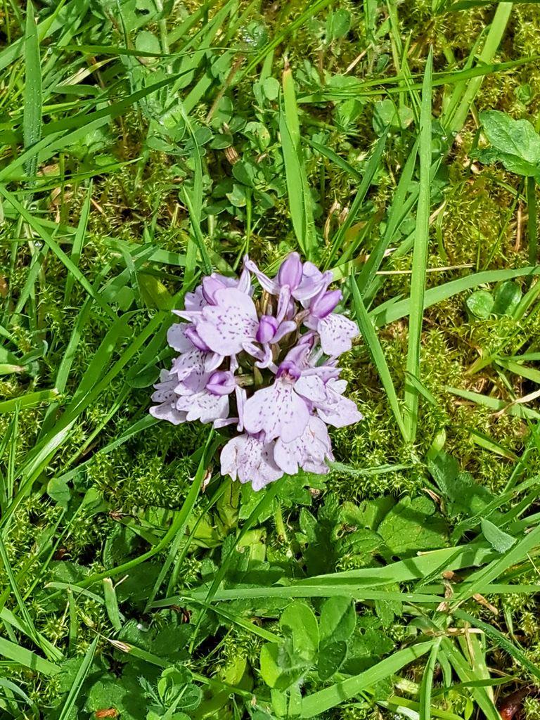 orchid