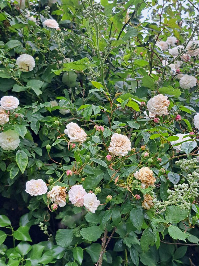 roses