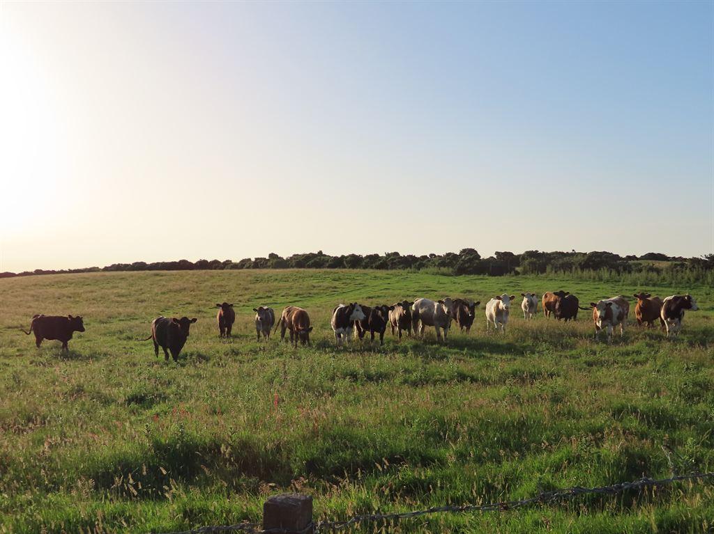 cows