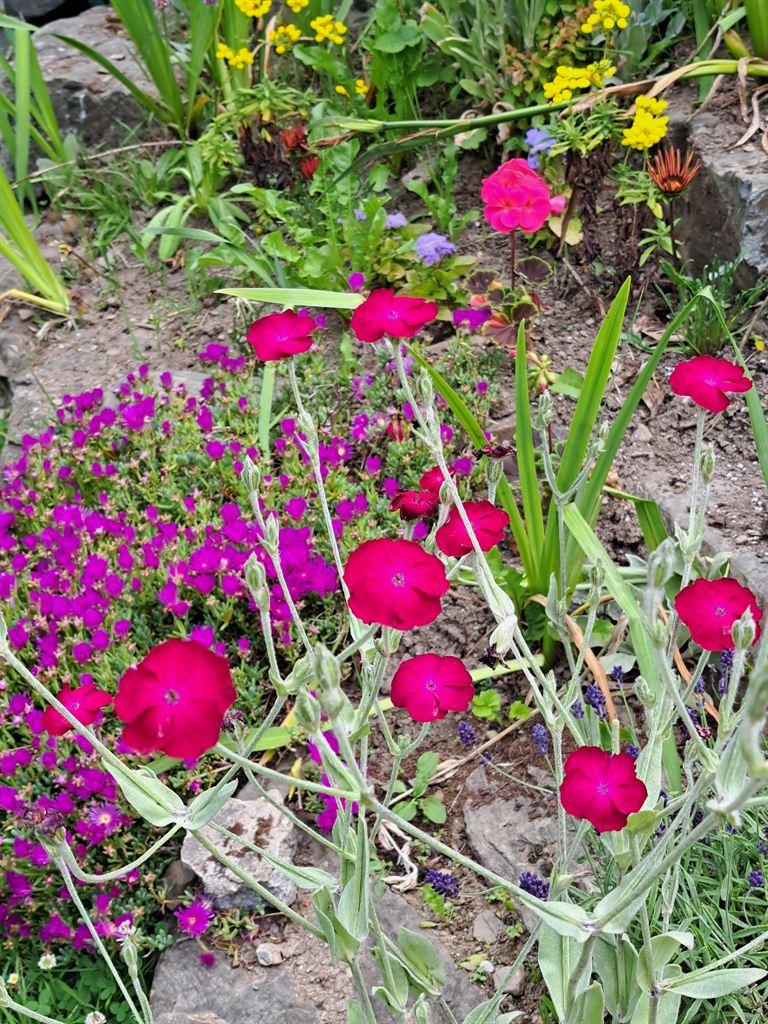 flowers