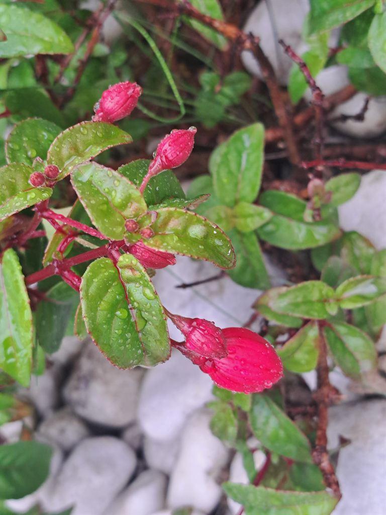 fuchsia