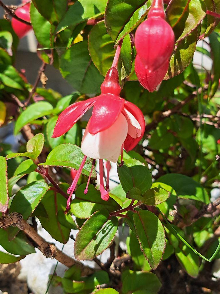 fuchsia1
