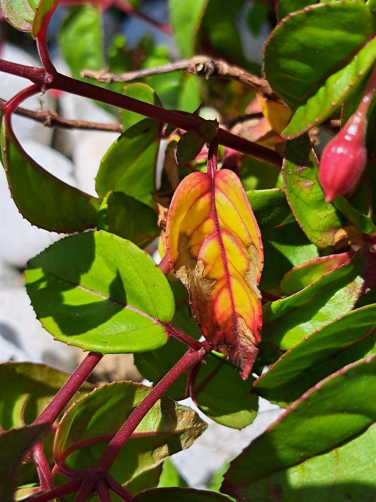 fuchsia2