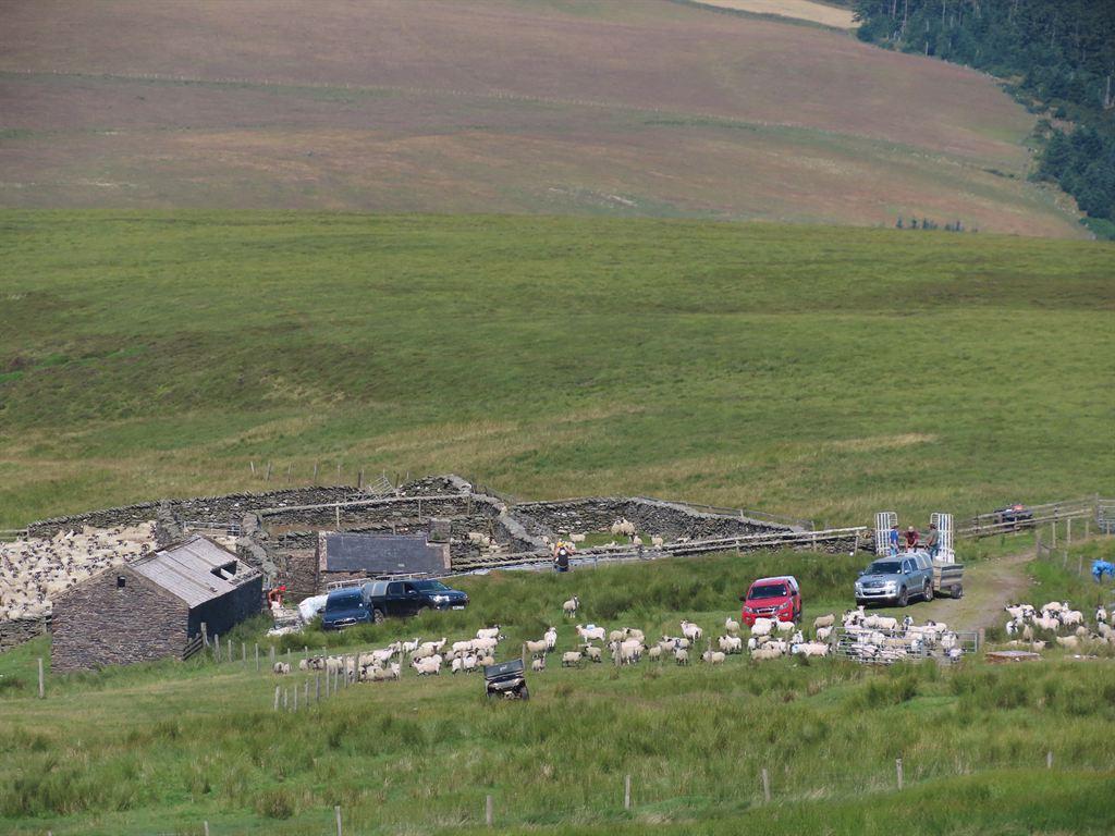 sheep