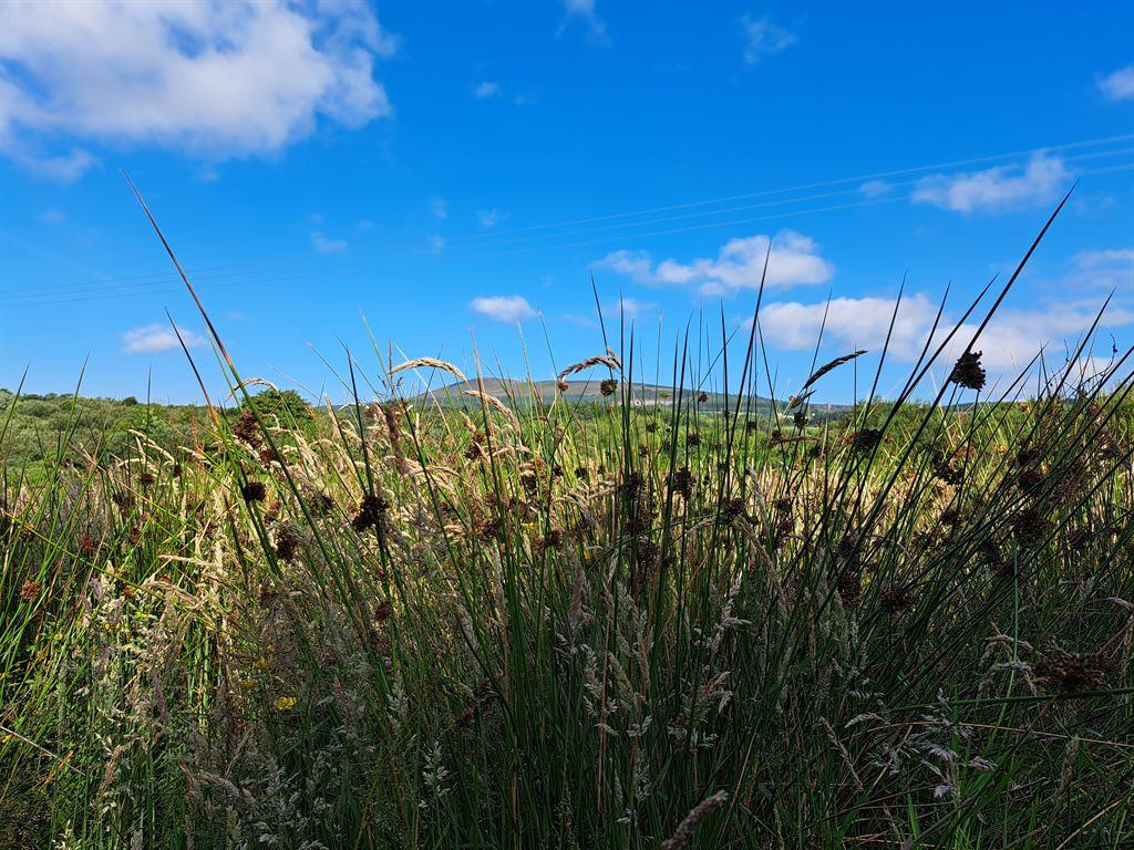 grass