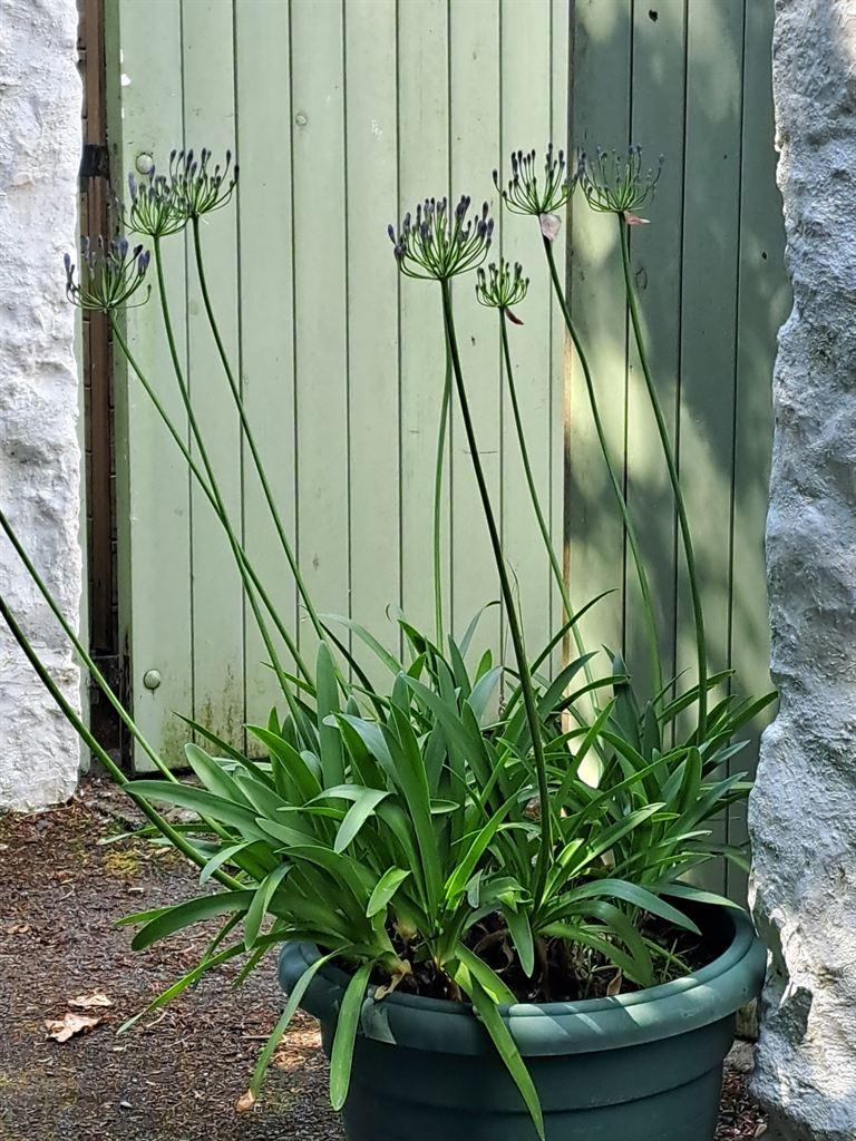 agapanthus
