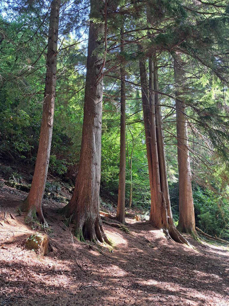 oldtrees