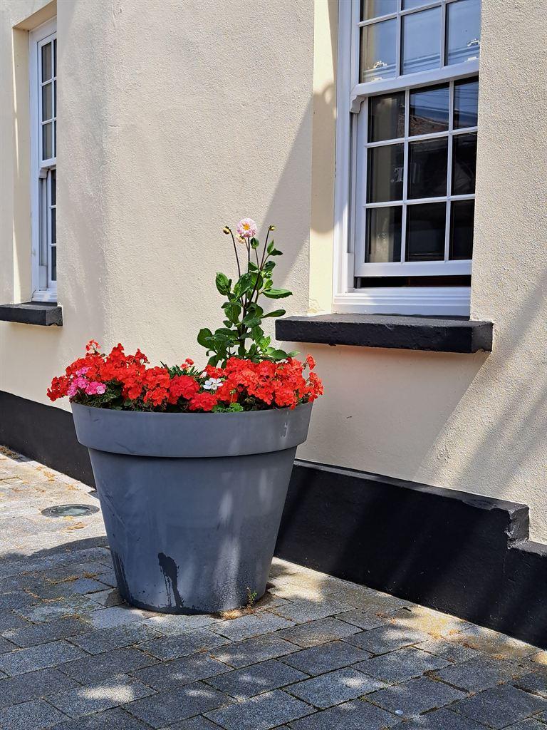 geraniums