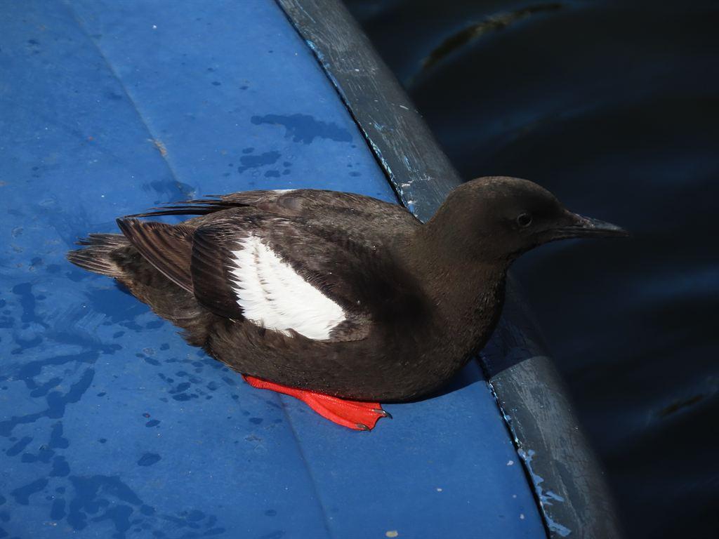 guillemot1
