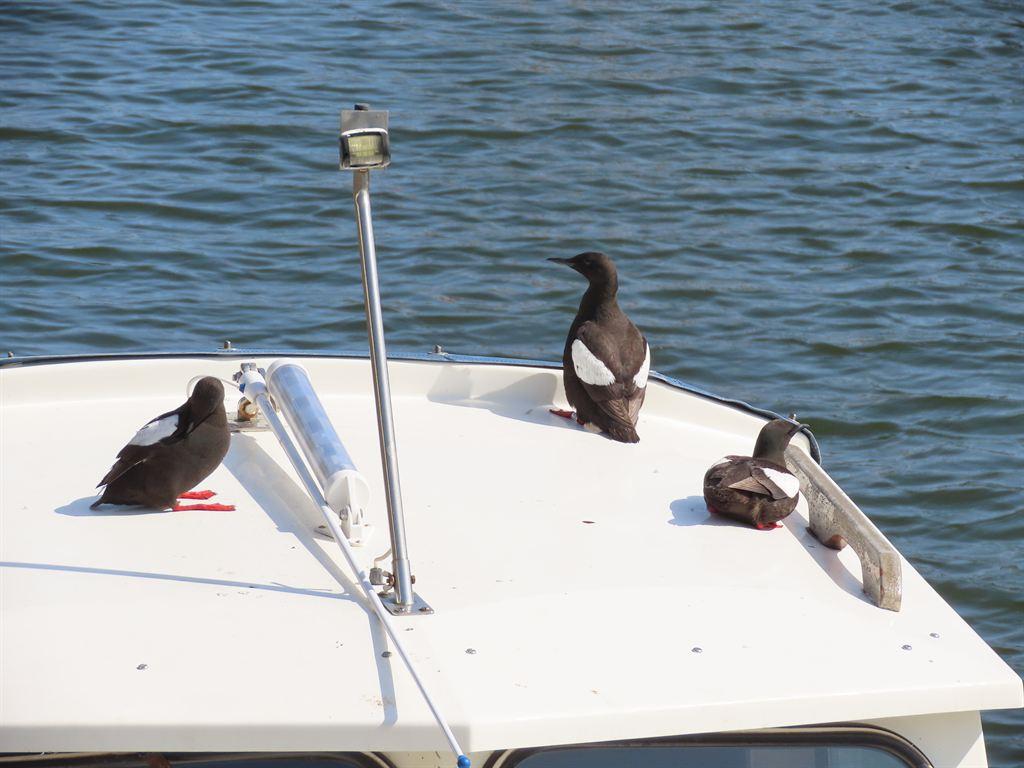 guillemot2